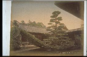 The Land-boat Pine Tree,Kinkakuji Temple