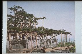 Pine trees at Karasaki,Lake Biwa