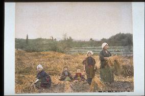 Harvesting rice