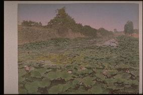 The lotus moat of the Imperial Palace