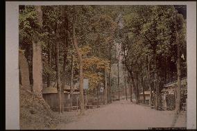 Rows of ceddars and teahouse at shiba park