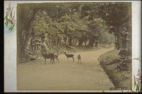 Deer on the approach to Kasuga Shrine