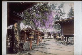 Wisterias in Kasuga Shrine