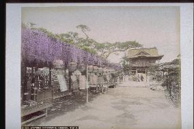 Gate and wisteria trellis at kameido tenjin shrine