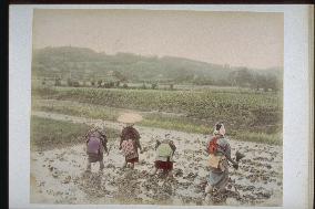 Rice planting