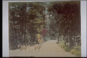 Deer on the approach to Kasuga Shrine