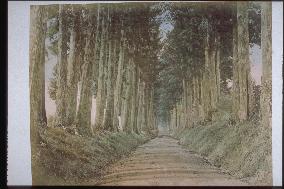 A row of Japanese cedar trees along the Nikko Road