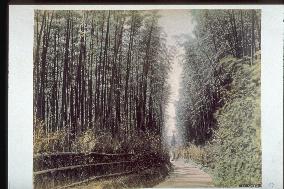 Bamboo groove at Gojozaka Slope