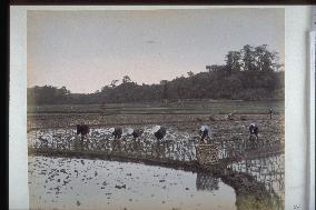 Rice planting