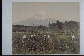 Mt. Fuji seen from a tea field