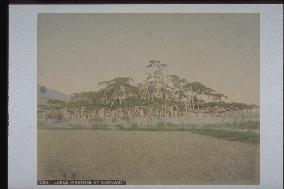 Pine trees at Karasaki,Lake Biwa