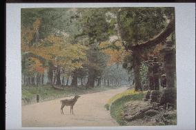 Deer on the approach to Kasuga Shrine