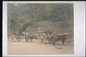 Carriers carrying trees in ox-carts