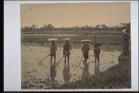 Stirring the paddy field