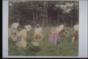 Tea picking