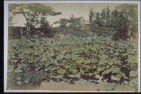 Lotus pond