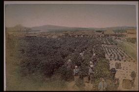 Tea picking