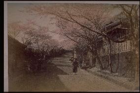 Rows of cherry trees along a street