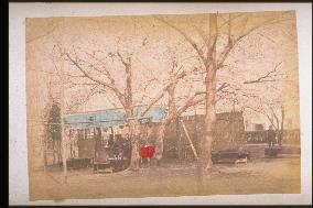 Cherry trees and a teahouse