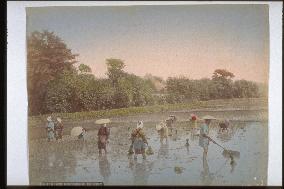 Rice planting