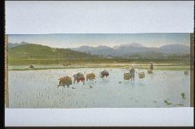 Rice planting