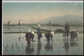 Rice planting