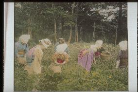 Tea picking