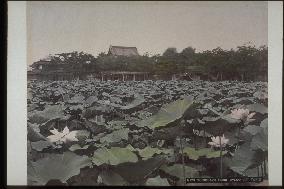 Shinobazu Pond