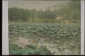 Lotus pond