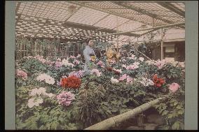 A peony garden