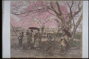 Cherry trees at Nogeyama Park