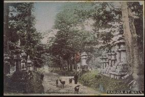 Deer on the approach to Kasuga Shrine