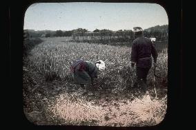 Couple harvesting rice