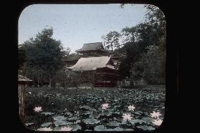 A lotus pond at Tsurugaoka Hachimangu Shrine