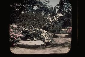 Garden with blooming azaleas