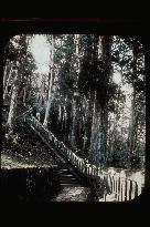 Stone steps on the approach to the Okusha,Toshogu Shrine,Nikko