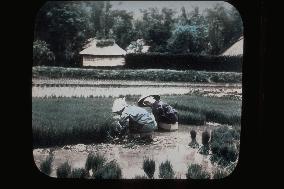 Rice planting