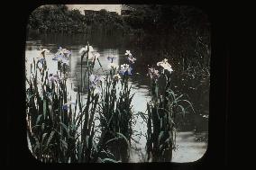 Iris flowers in a pond