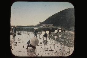 Rice planting