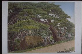 Pine tree at Nakasendo Senba