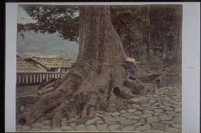 Large tree at Nakasendo Shimo-no-Suwa Shrine