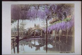 A wisteria trellis at Kameido Shrine