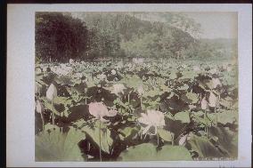 A lotus pond at Tsurugaoka Hachimangu Shrine