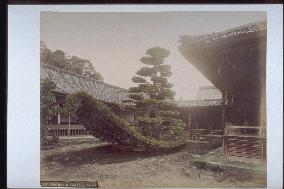 The Land-boat Pine Tree,Kinkakuji Temple