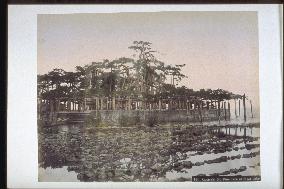 Pine trees at Karasaki,Lake Biwa