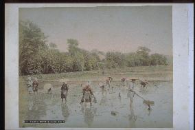 Rice planting