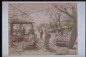 Cherry trees at Nogeyama Park