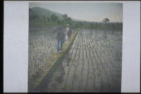 Footpath between rice paddies