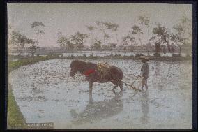 Stirring the paddy field