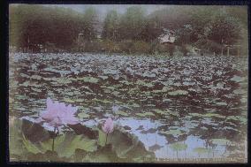 A lotus pond at Tsurugaoka Hachimangu Shrine